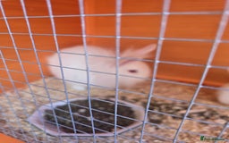 New Zealand rabbits for sale: New Zealand white cross lionhead  in Peterborough - Image 3