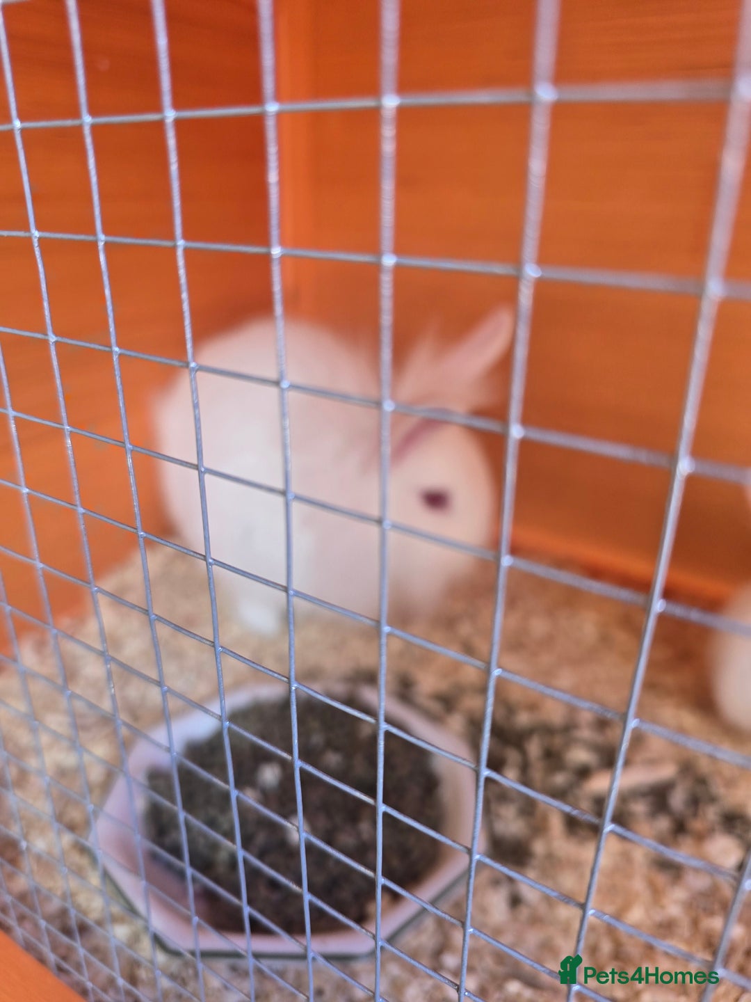 New Zealand rabbits for sale: New Zealand white cross lionhead  in Peterborough - Image 3