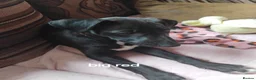 Lurcher dogs for sale: Bedlington greyhound x bull lurcher pups - Advert 4