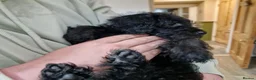 Schnoodle dogs for sale: schnoodle  - Advert 3