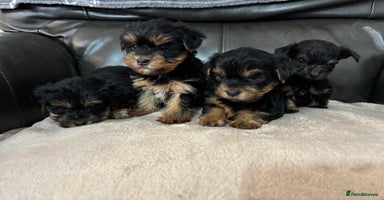 Yorkshire Terrier dogs - Advert 3