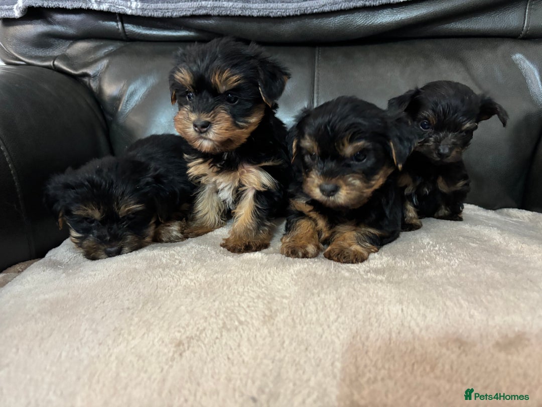 Yorkshire Terrier dogs for sale: Beautiful Yorkshire terrier puppies - Image 3
