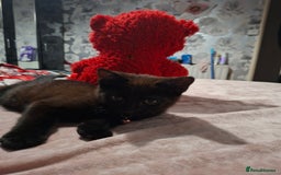 Mixed Breed cats for sale: Male kitten read to go  - Image 2