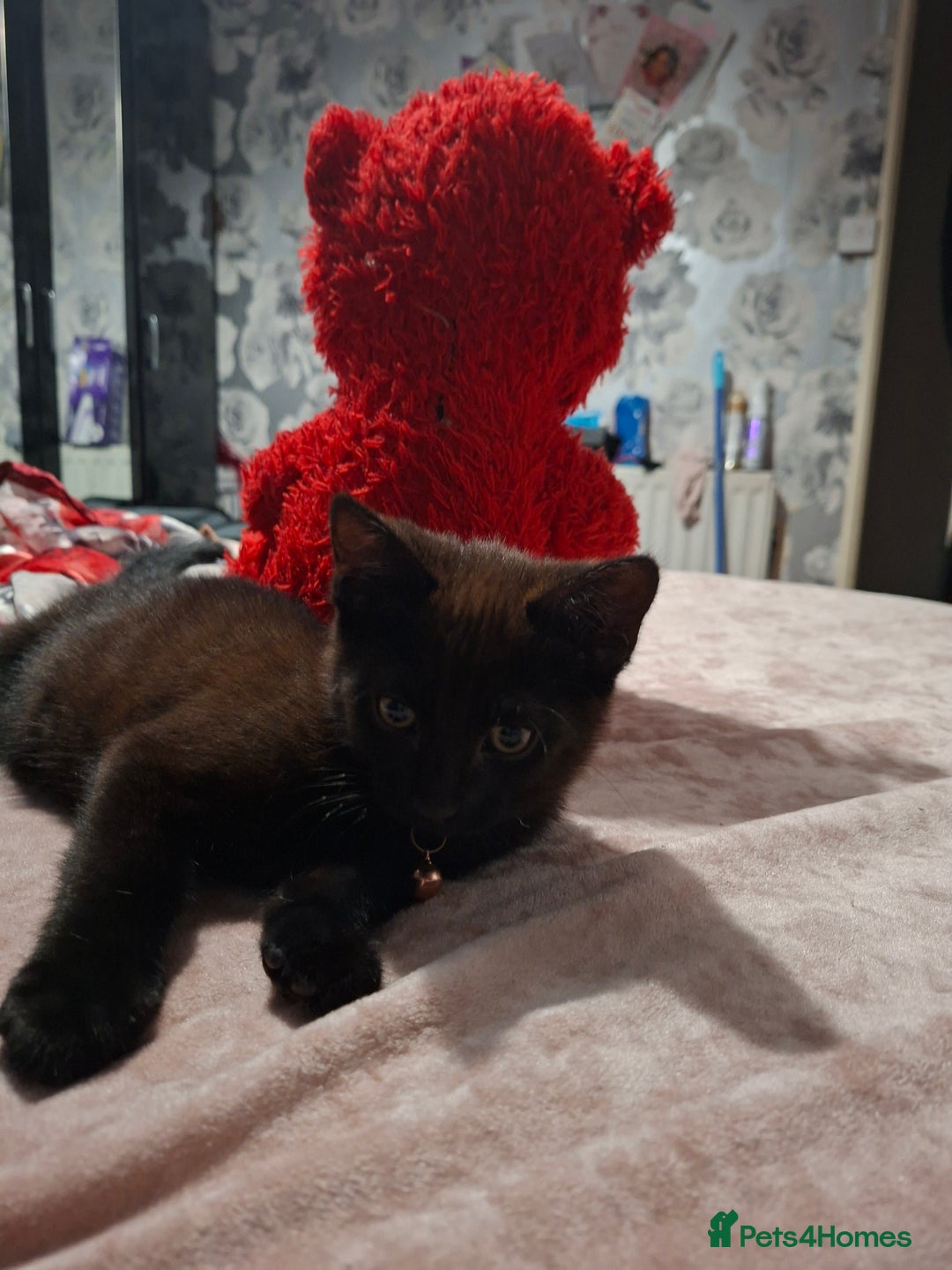 Mixed Breed cats for sale: Male kitten read to go  - Image 2