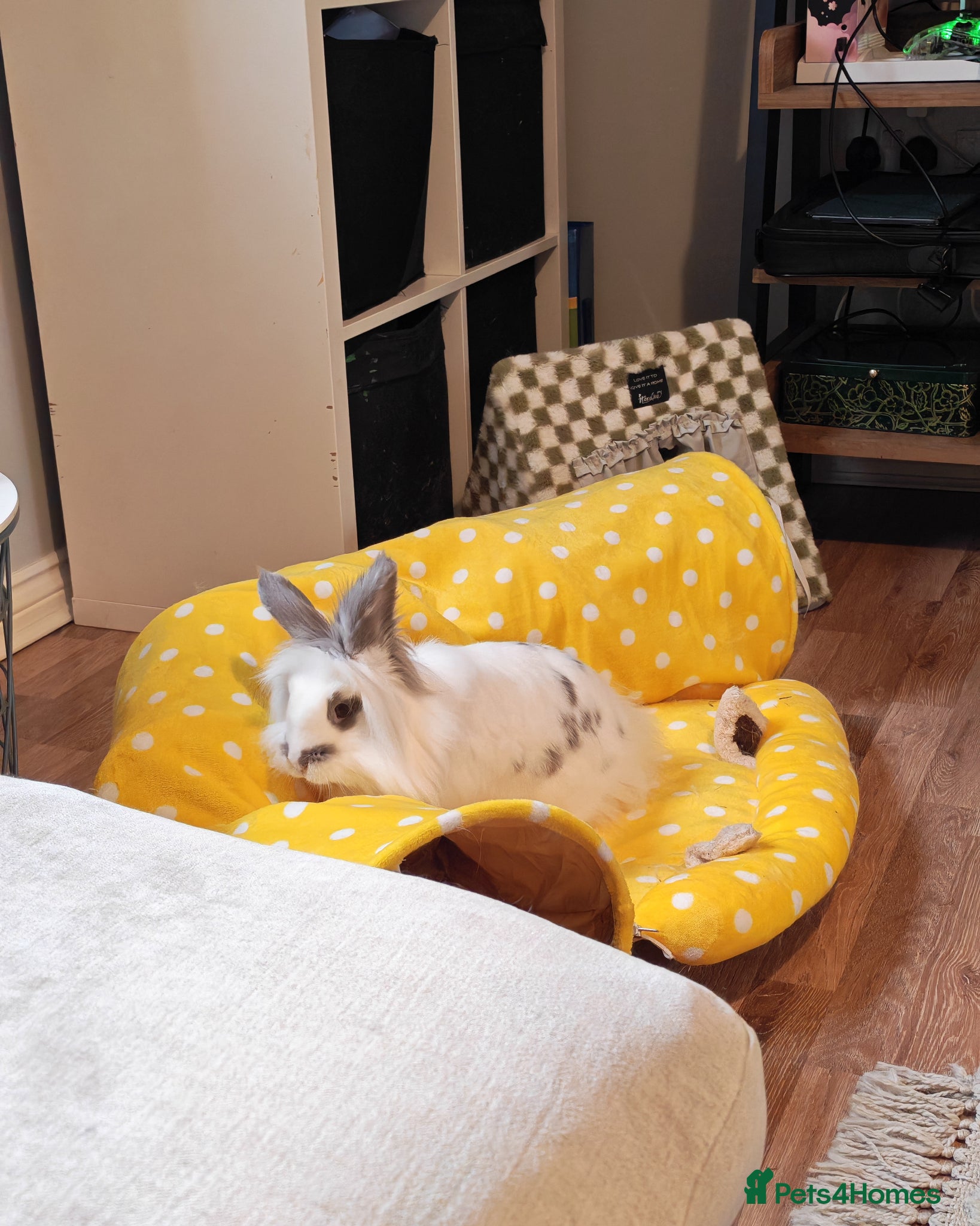 Mixed Breed rabbits Beautiful Lionhead x dwarf rabbit - Advert 8