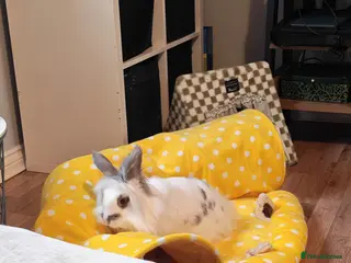 Mixed Breed rabbits Beautiful Lionhead x dwarf rabbit - Advert 8