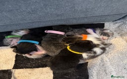 Mixed Breed cats for sale: 6 beautiful kittens  - Image 2