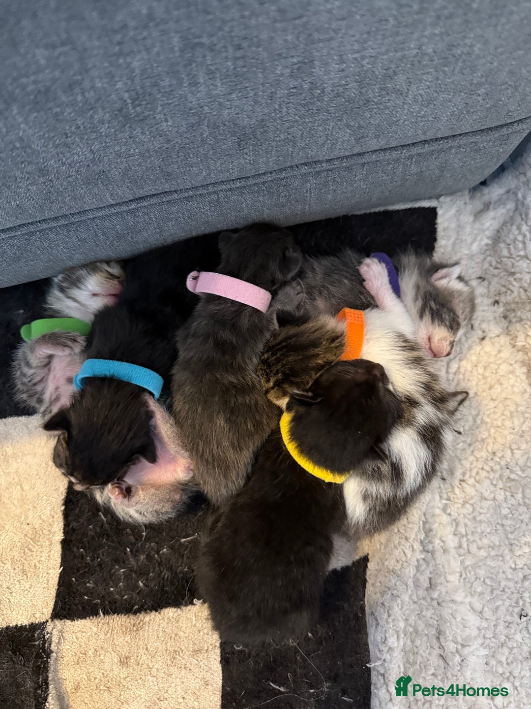 Mixed Breed cats for sale: 6 beautiful kittens  - Image 2