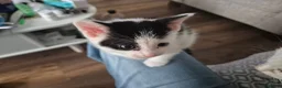 British Shorthair cats for sale: Adorable kittens from a loving home - Advert 13