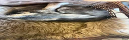 Mixed Breed rabbits for sale: Beautiful lion lops  for sale  - Advert 9