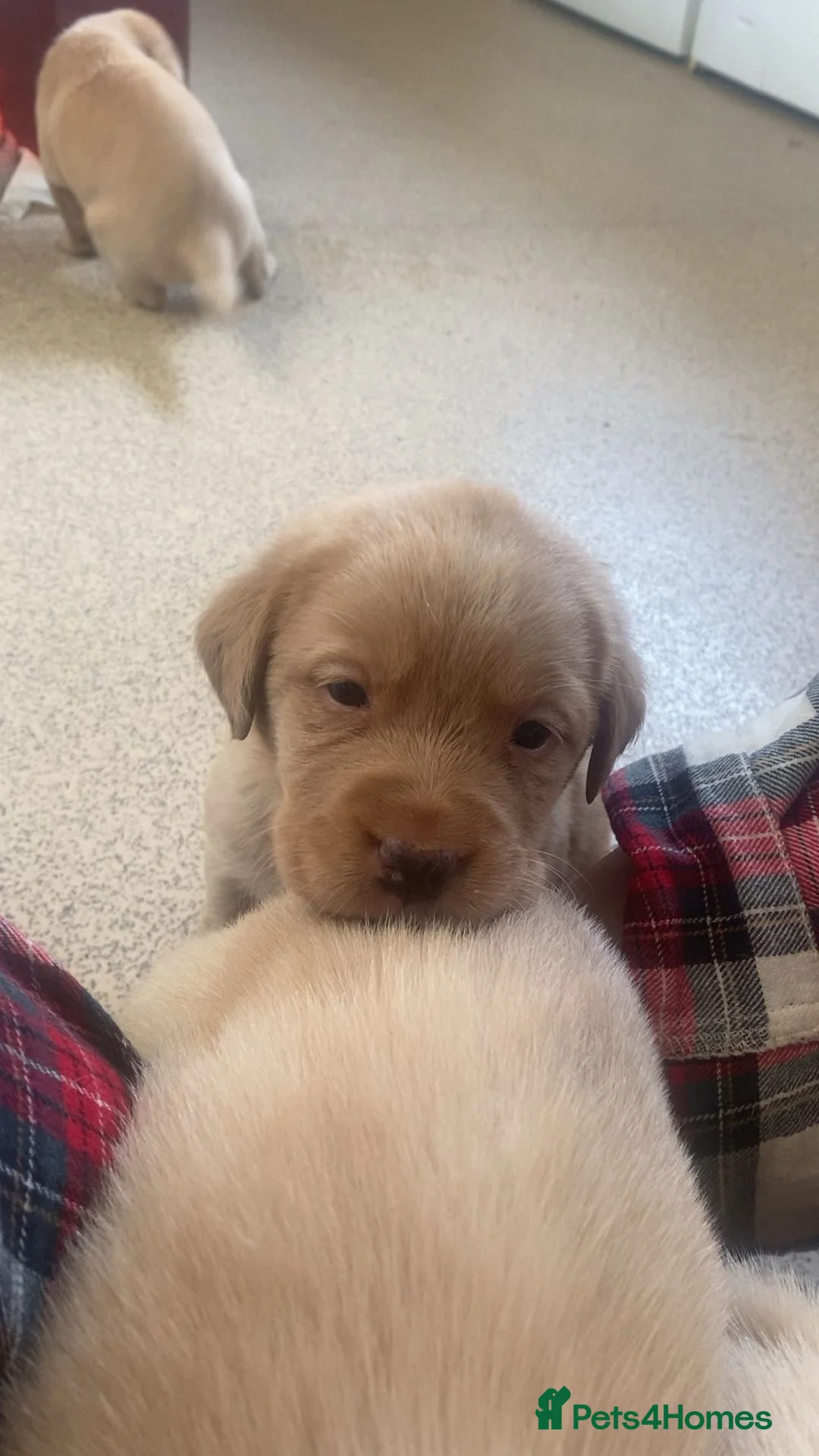 Labrador Retriever dogs for sale: * SOLD * Stunning litter of 9 golden labradors  - Advert 17