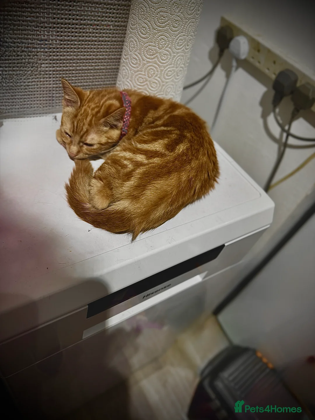 British Shorthair cats for sale: 3 kittens for sale - Advert 5