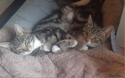 Mixed Breed cats for sale: Brothers looking for a home together - Image 2