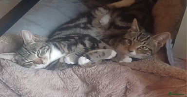 Mixed Breed cats - Advert 14