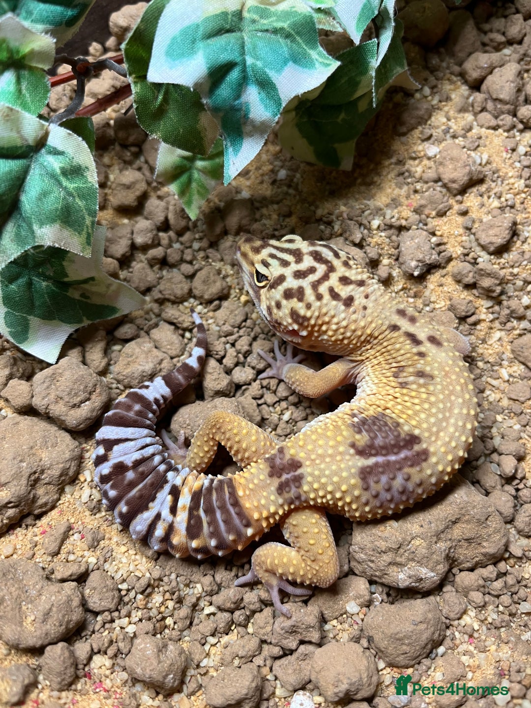 Leopard Gecko reptiles for sale: Female Leopard Geckos - Advert 1