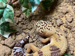 Leopard Gecko reptiles Female Leopard Geckos - Advert 8