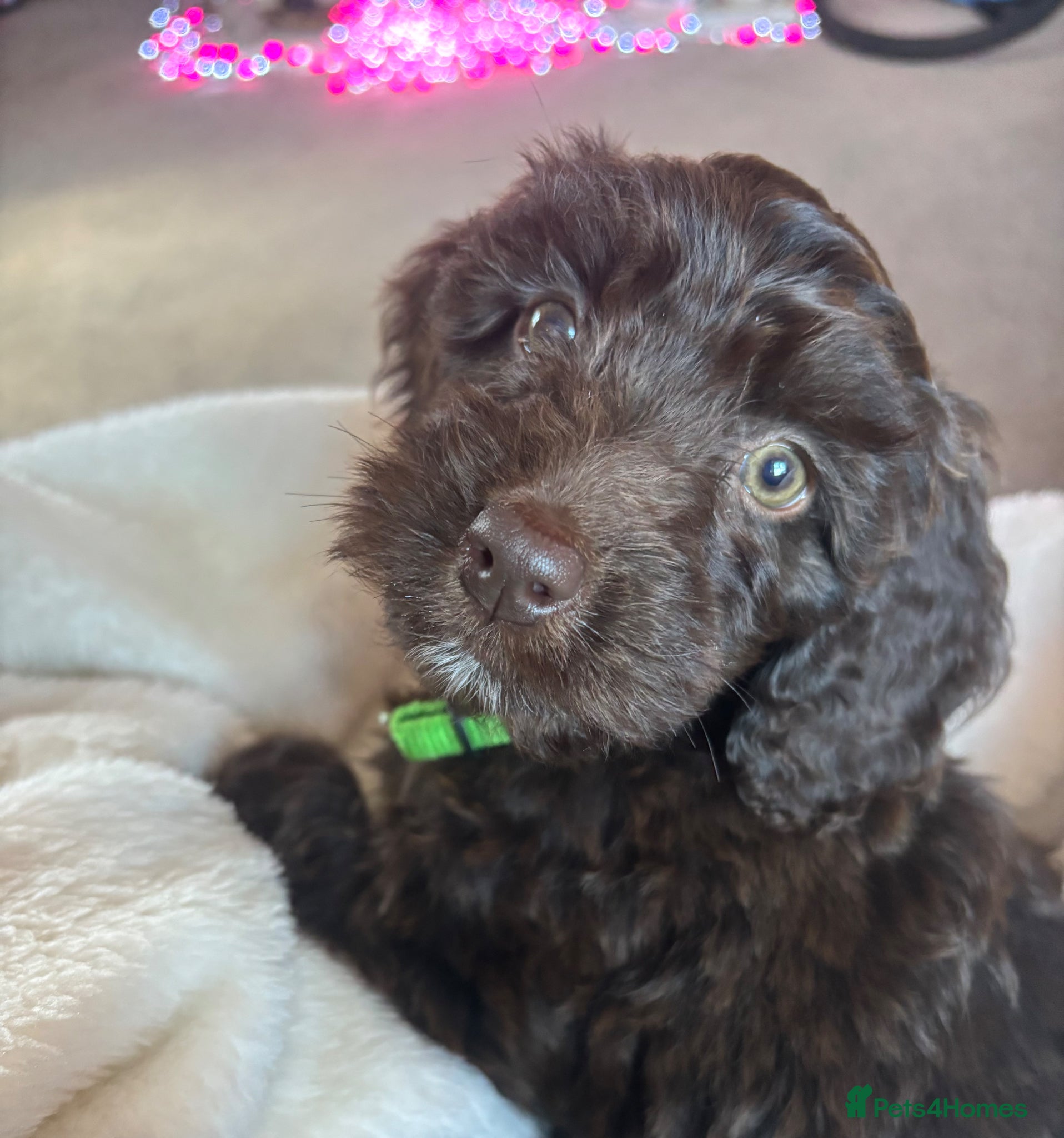 Cockapoo dogs ONE GIRL LEFT…Beautiful Chocolate cockapoos  - Advert 2