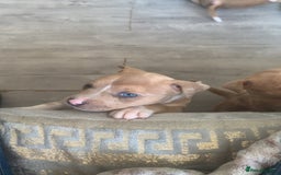 Mixed Breed dogs for sale: Ready to leave Staff x bulldog puppies  - Image 15