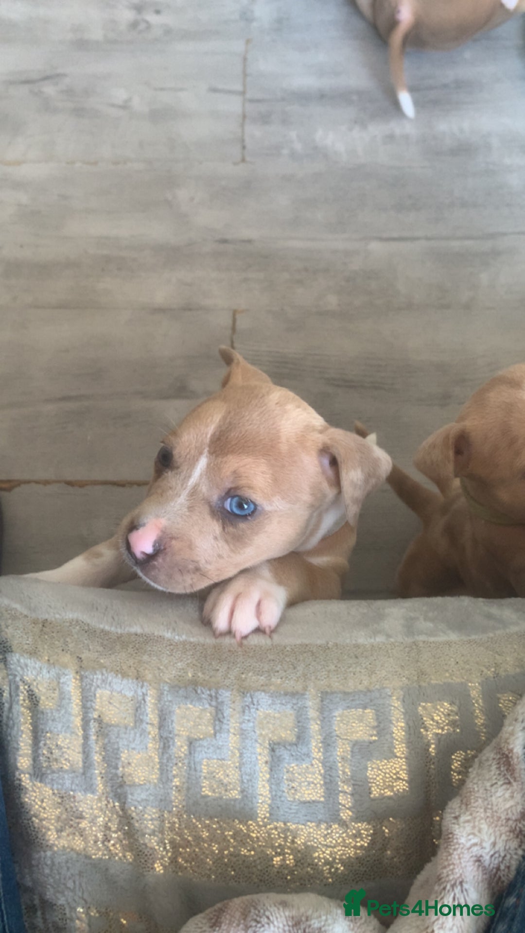 Mixed Breed dogs for sale: Ready to leave Staff x bulldog puppies  - Image 15