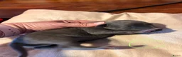 Whippet dogs for sale: Beautiful blue and blue brindle Whippet puppies - Advert 7