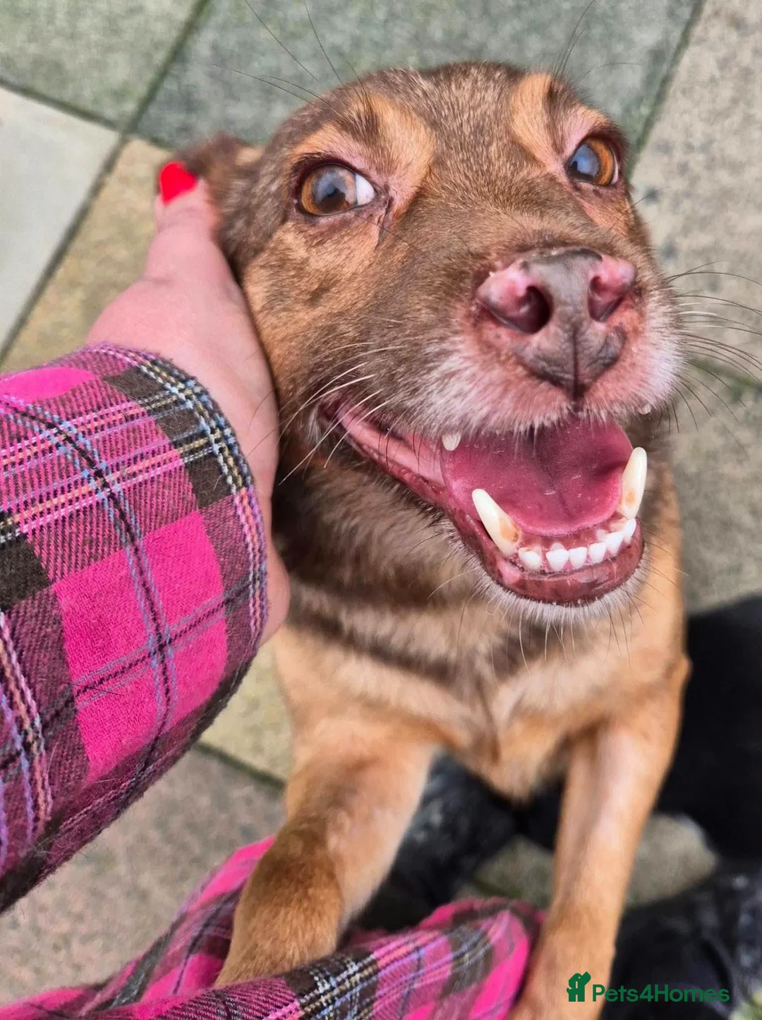 Mixed Breed dogs for adoption: Teddy - In Ayr looking for a home  - Advert 6
