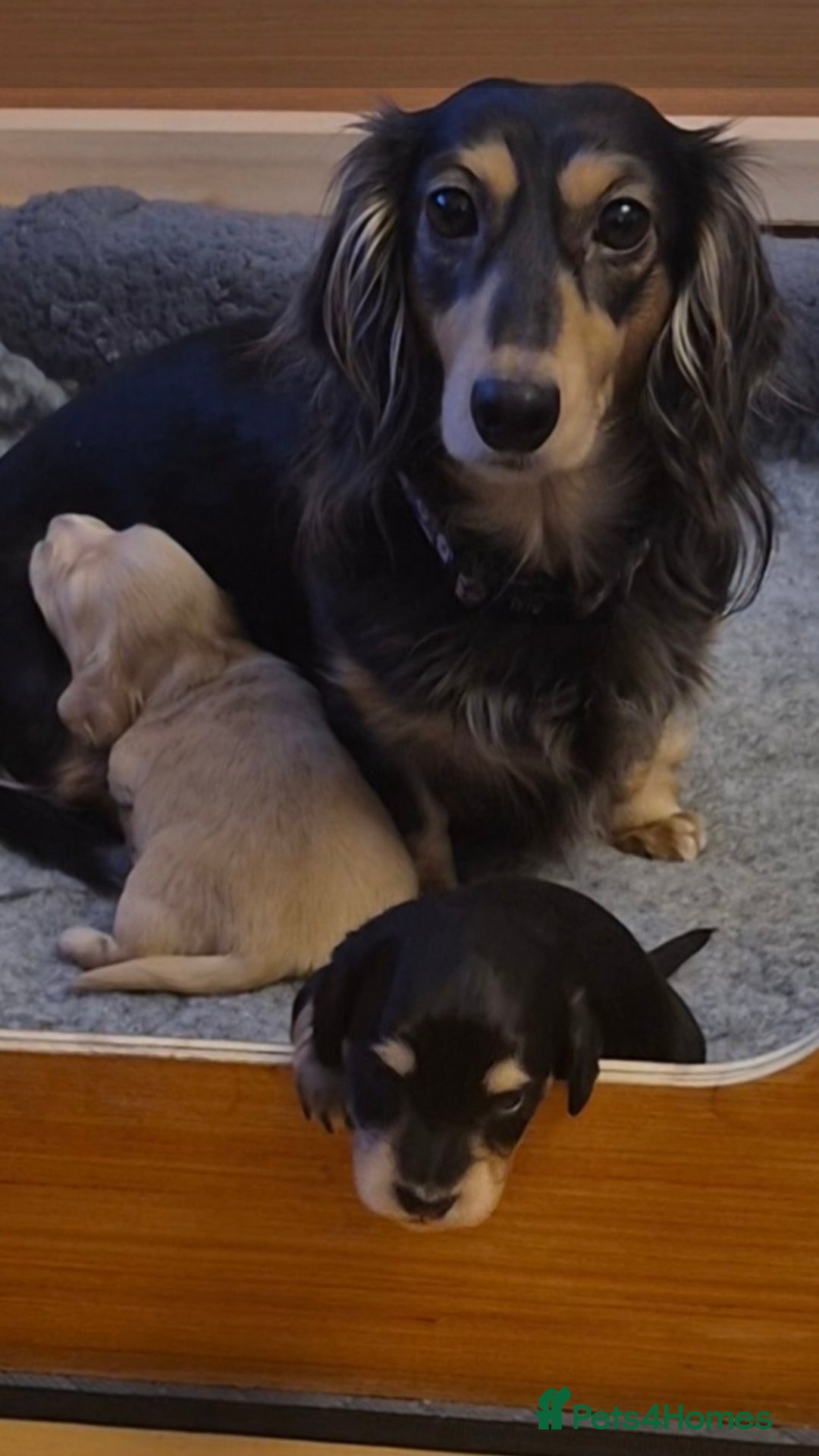 Miniature Dachshund dogs for sale: Long Haired Miniature dachshunds - Advert 3