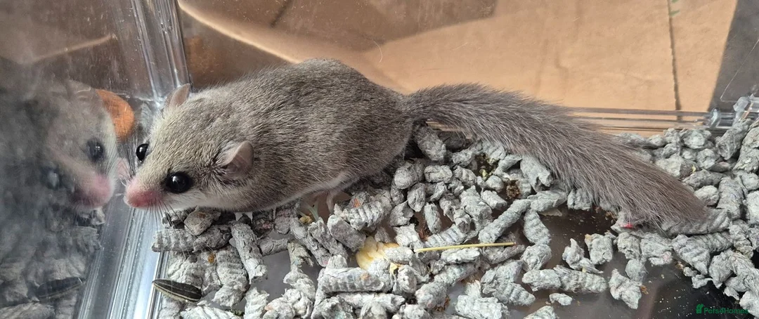 Mouse rodents for sale: Brown/grey African Pygmy Dormouse, Micro squirrel. in Wigan - Advert 2
