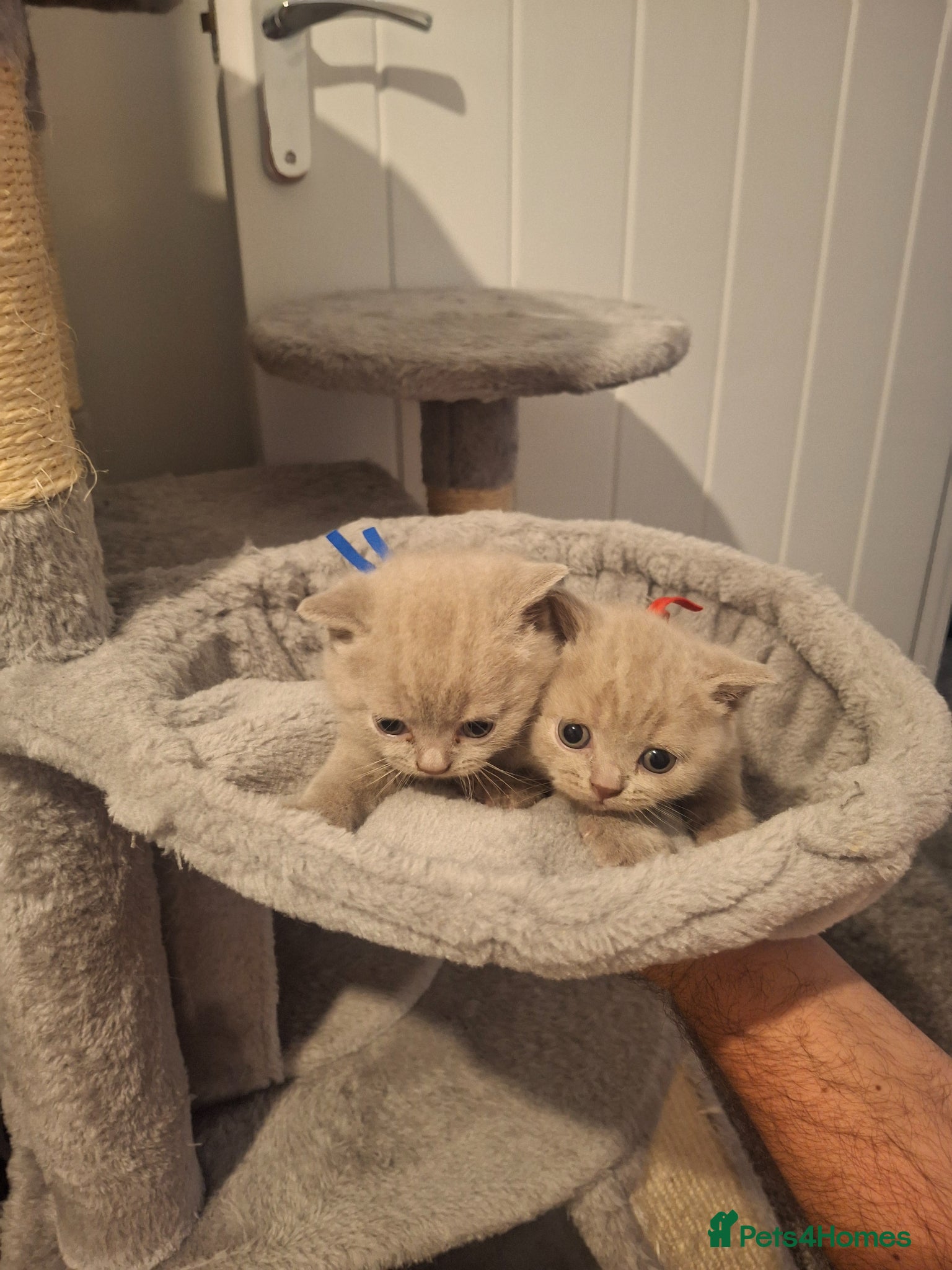 British Shorthair cats Gorgeous BSH lilac available - Advert 2