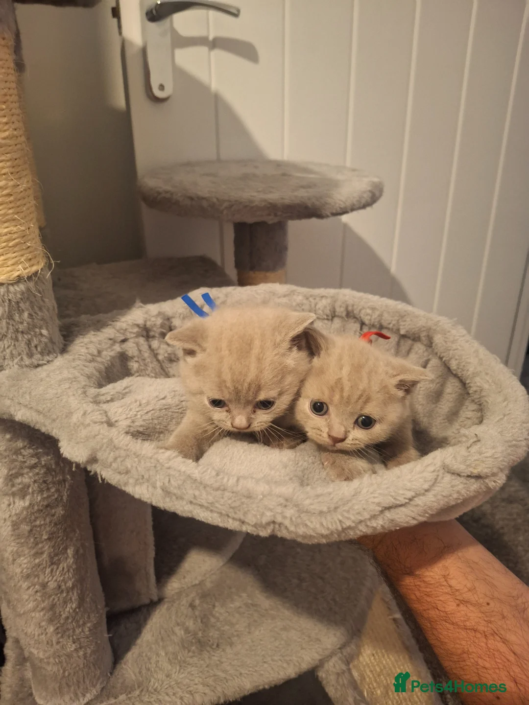 British Shorthair cats for sale: Gorgeous BSH lilac available - Advert 2