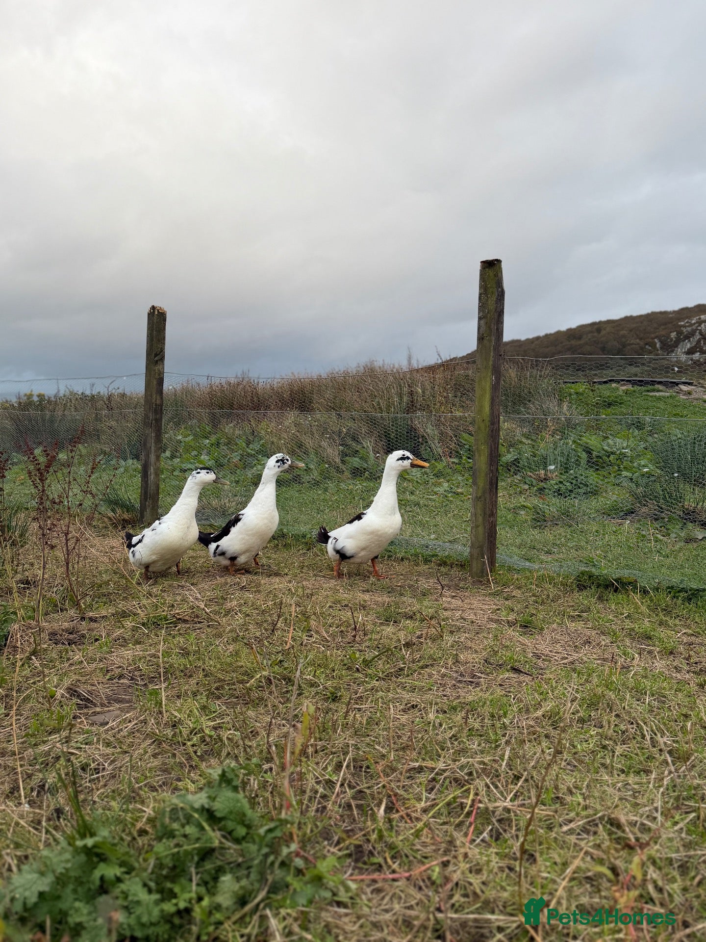 Ducks poultry 6x Hatching eggs magpie duck  - Advert 2