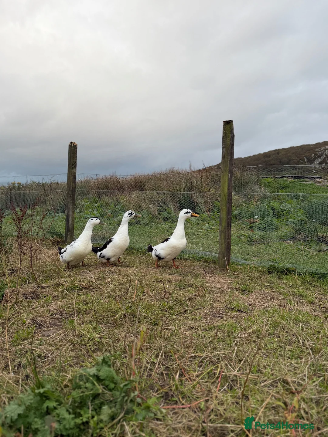 Ducks poultry for sale: 6x Hatching eggs magpie duck  - Advert 2