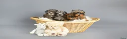 Cavapoo dogs for sale: Cavapoo puppies for sale  - Advert 11