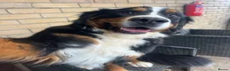 Bernese Mountain Dog dogs for sale: Two lovely Bernese Mountain Dogs  - Advert 6