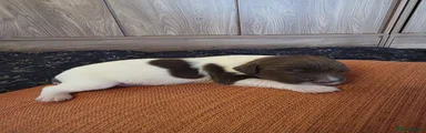 Splat