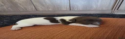 English Springer Spaniel dogs for sale: Beautiful Liver & White Springer Spaniel Puppies - Advert 9