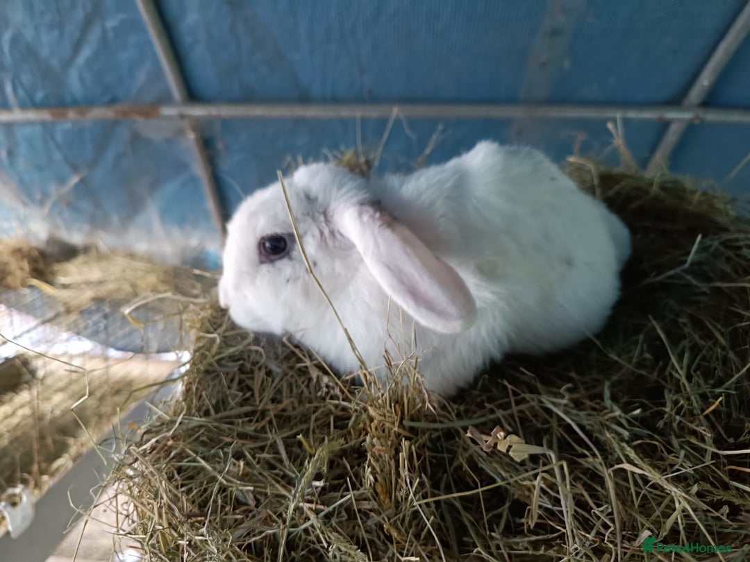 Rex rabbits for sale: Rex, lop, newzeland whites and more  - Image 4