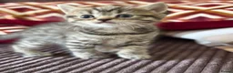 British Shorthair cats for sale: British shorthair tabby chocolate and blue girls - Advert 3