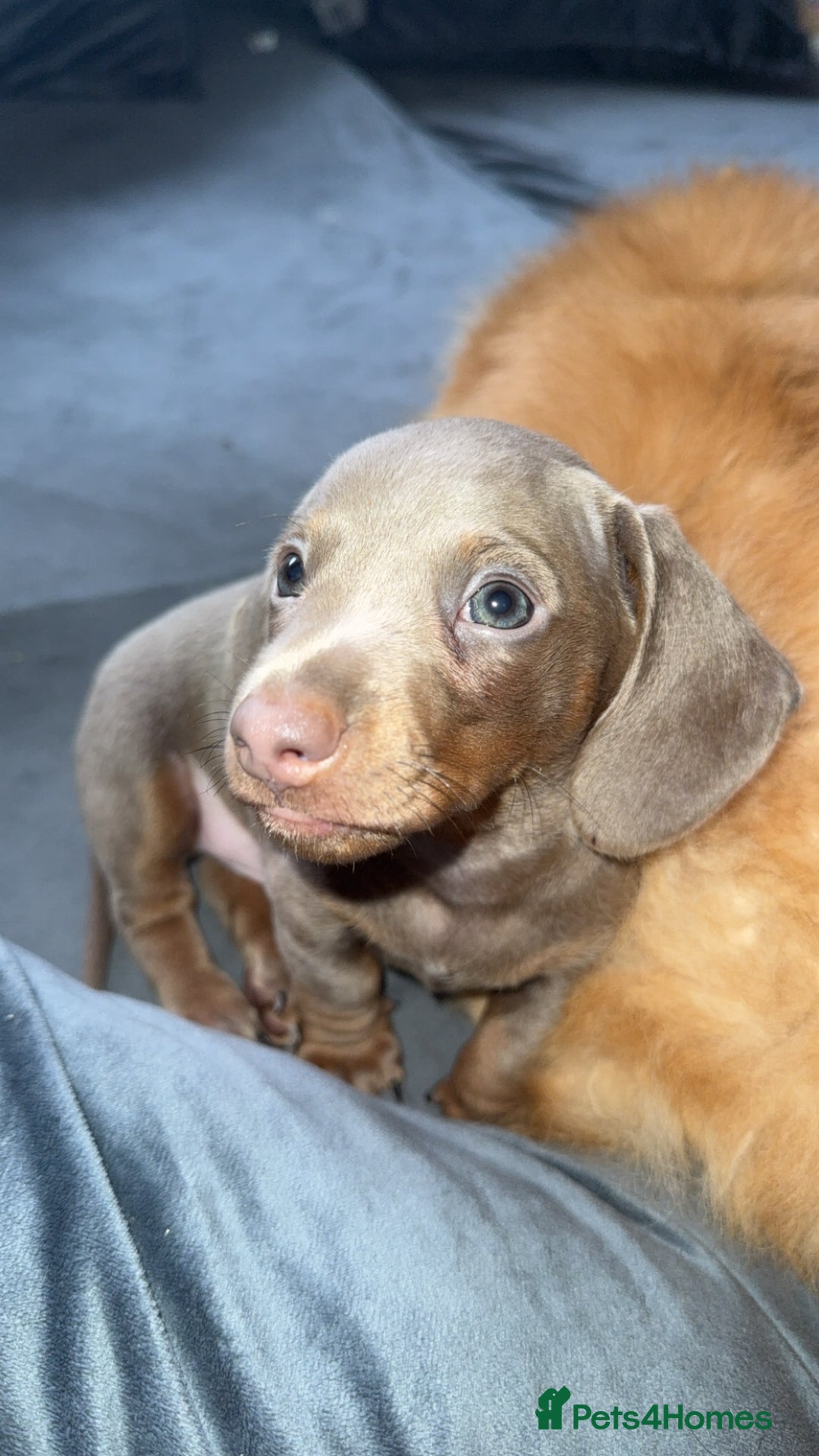 Miniature Dachshund dogs for sale: Male miniature dachshund  - Image 4