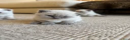 British Shorthair cats for sale: FULL PEDIGREE SHORTHAIR KITTENS IN THE COTSWOLDS - Advert 12