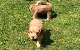 Cockapoo dogs for sale: READY NOW !! ONLY 3 COCKERPOO PUPPIES LEFT !!! in Alfreton - Image 27