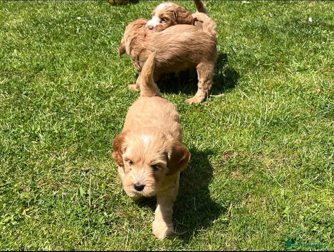 Cockapoo dogs for sale: READY NOW !! ONLY 3 COCKERPOO PUPPIES LEFT !!! in Alfreton - Image 27
