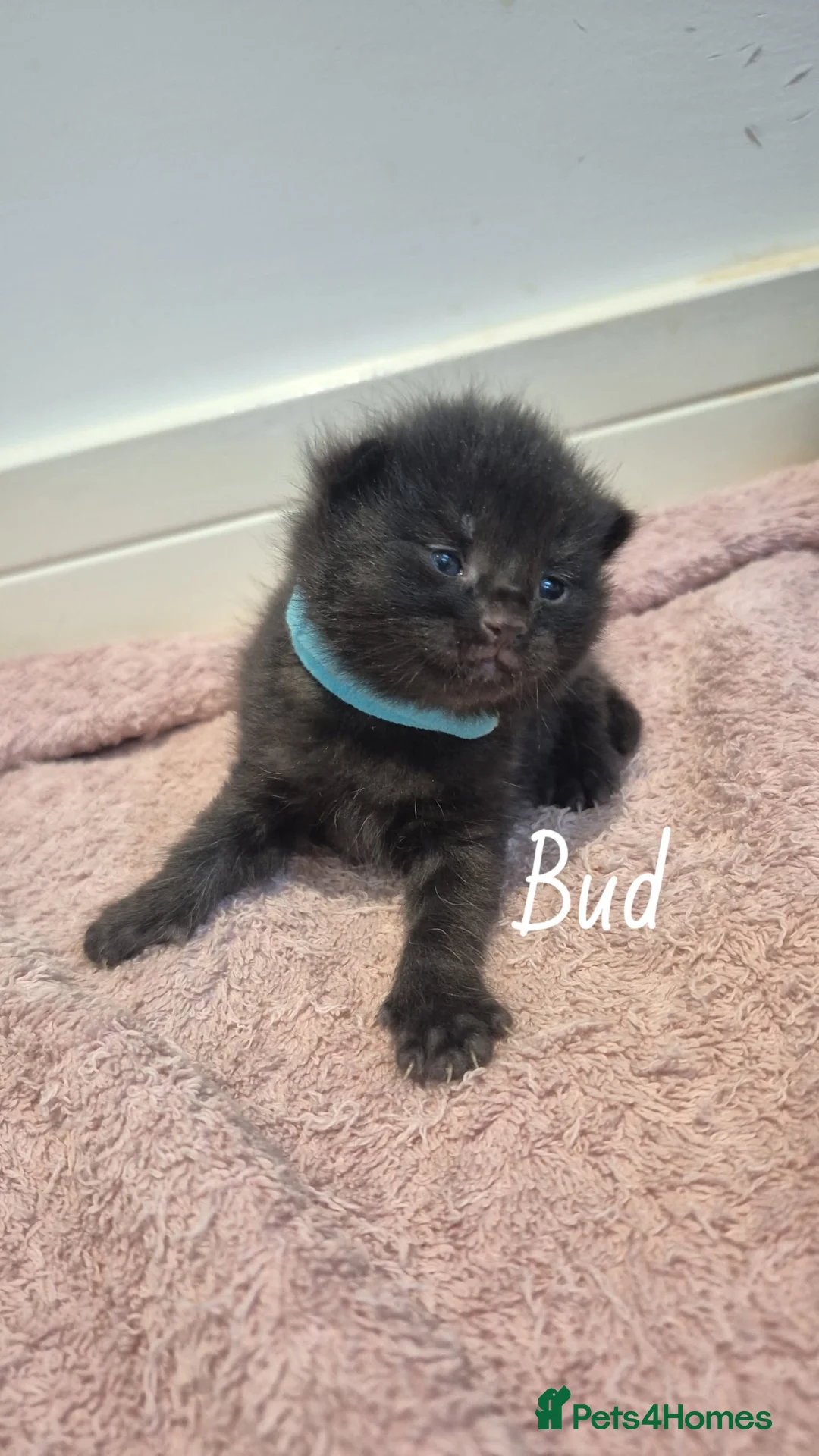 Mixed Breed cats for sale: Last 2 babies available & mum 🩷 - please read  - Advert 2