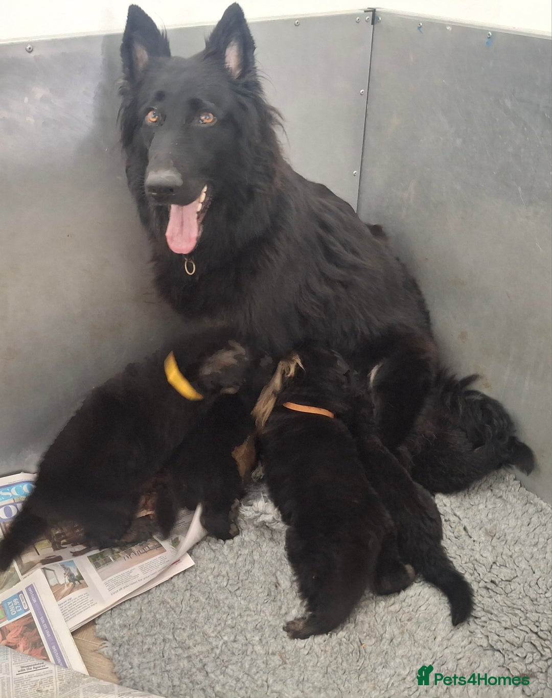 German Shepherd dogs for sale: Kennel Club Straight back GSD - Image 10
