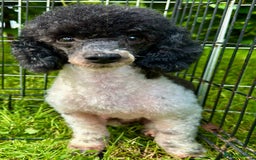 Poodle dogs for adoption: Zorro and Oreo: Two Little Souls Abandoned to Die - Image 9