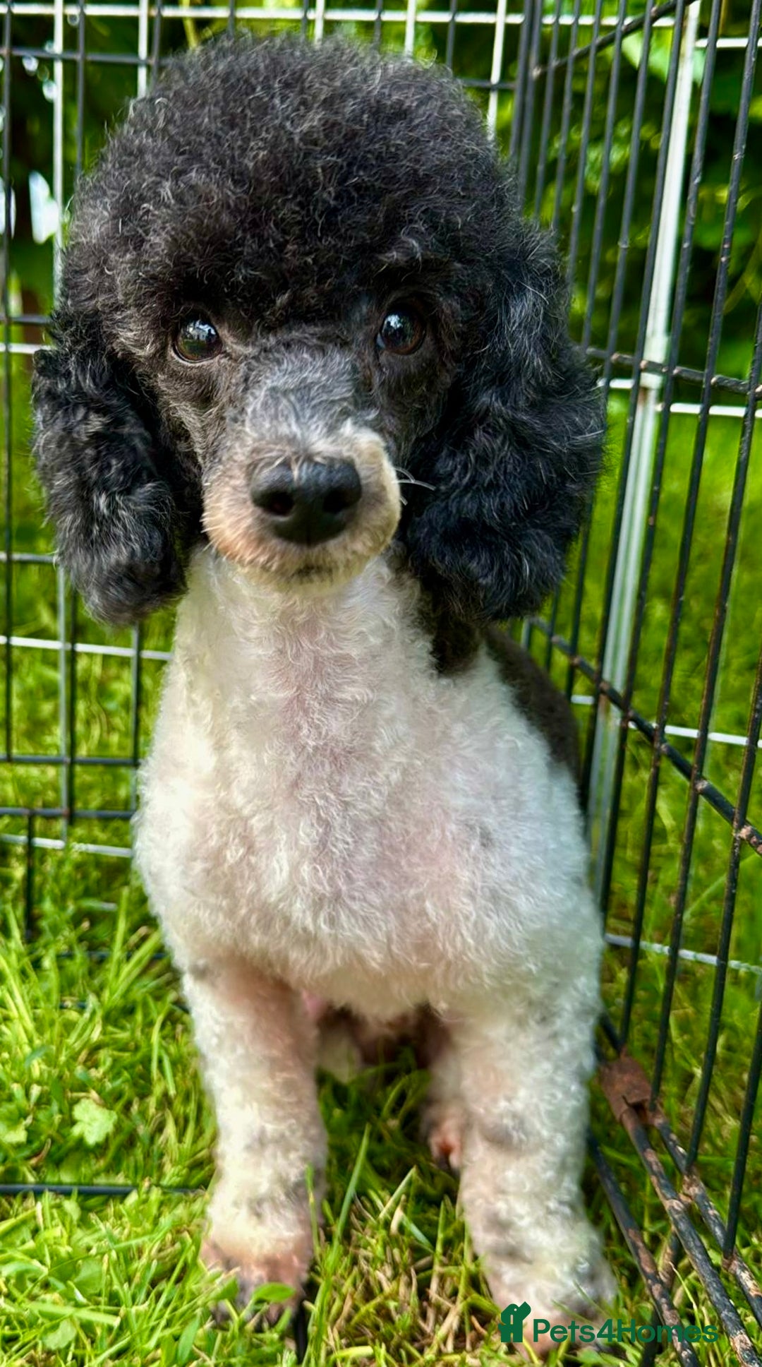 Poodle dogs for adoption: Zorro and Oreo: Two Little Souls Abandoned to Die - Image 9