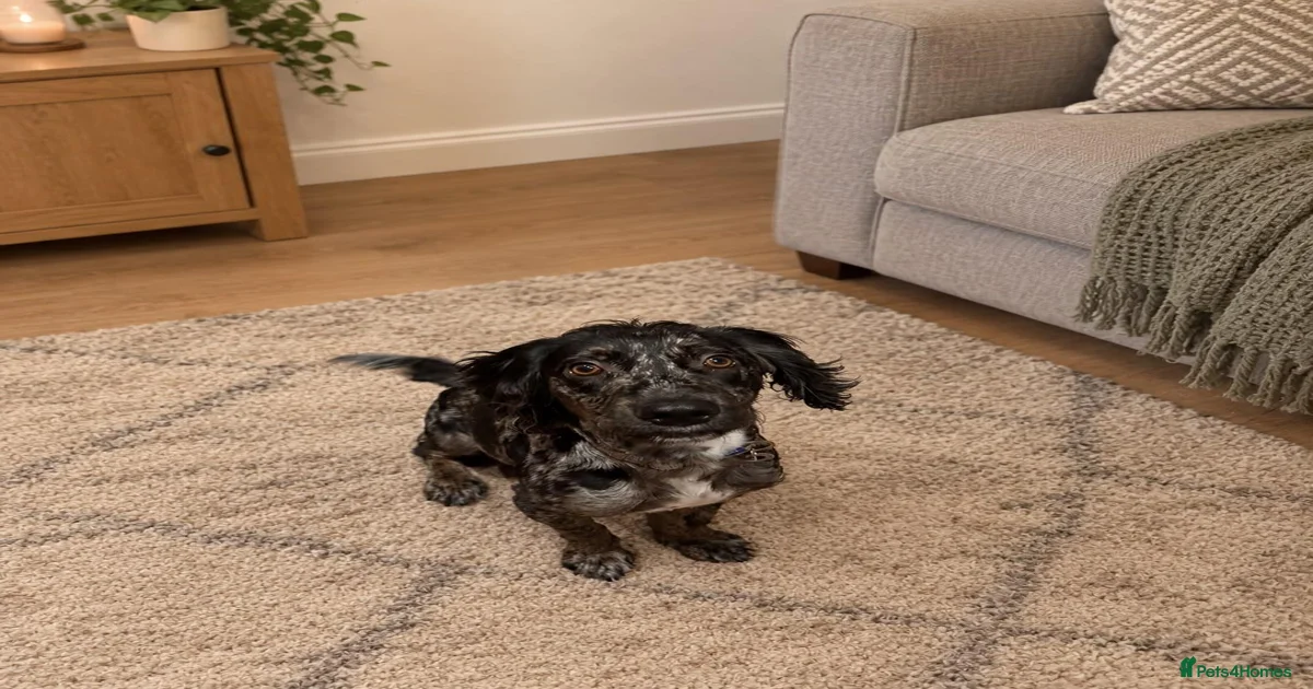 Merle Cocker Spaniel for sale in Kingswinford | Pets4Homes