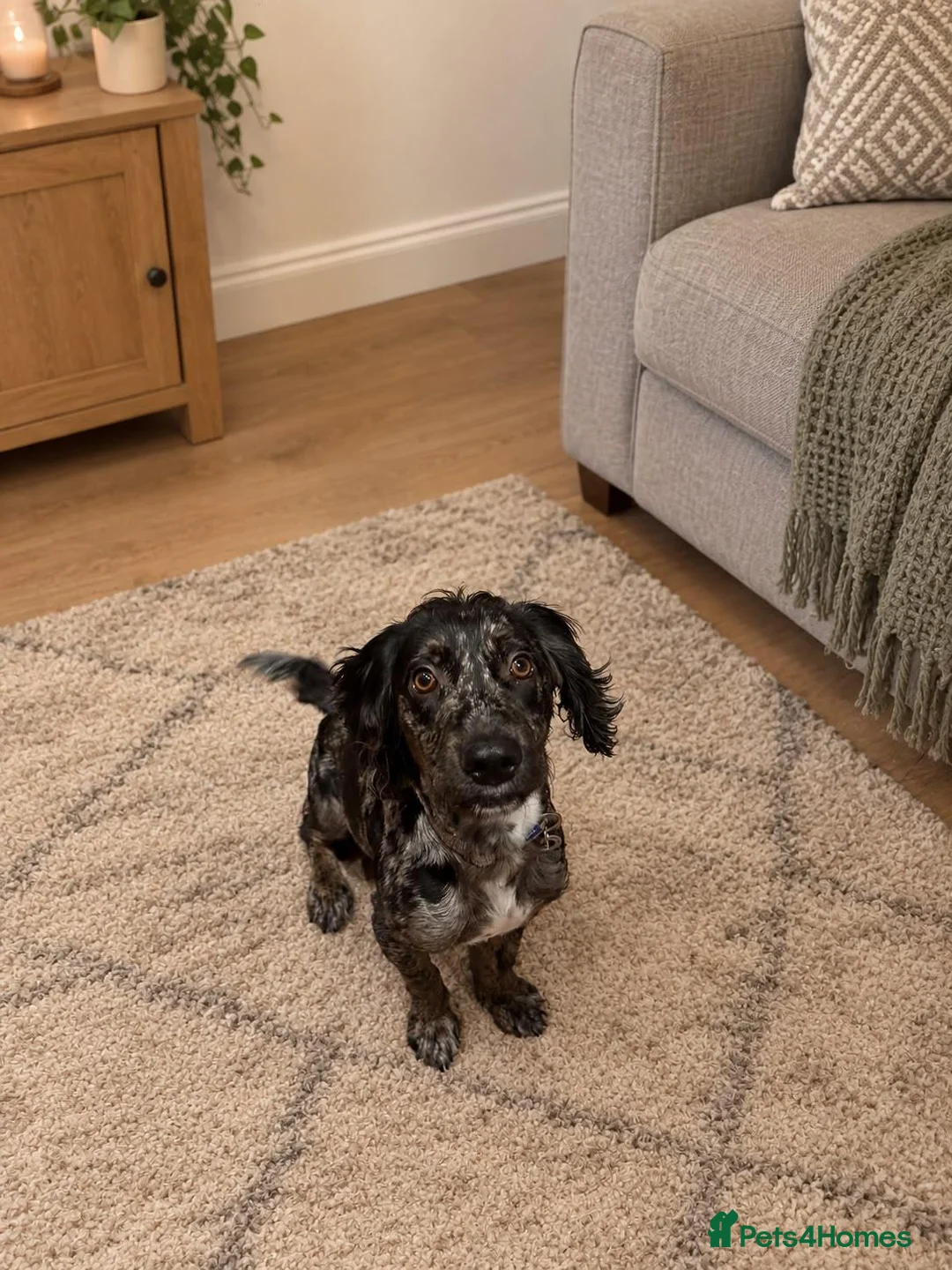Cocker Spaniel dogs for sale: Merle Cocker Spaniel  in Kingswinford - Advert 1