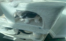 Ragdoll cats for sale: Ragdoll X Kittens for Loving Forever Homes - Image 34