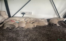 British Shorthair cats for sale: British Shorthair Colourpoint Kittens LAST GIRL - Image 6