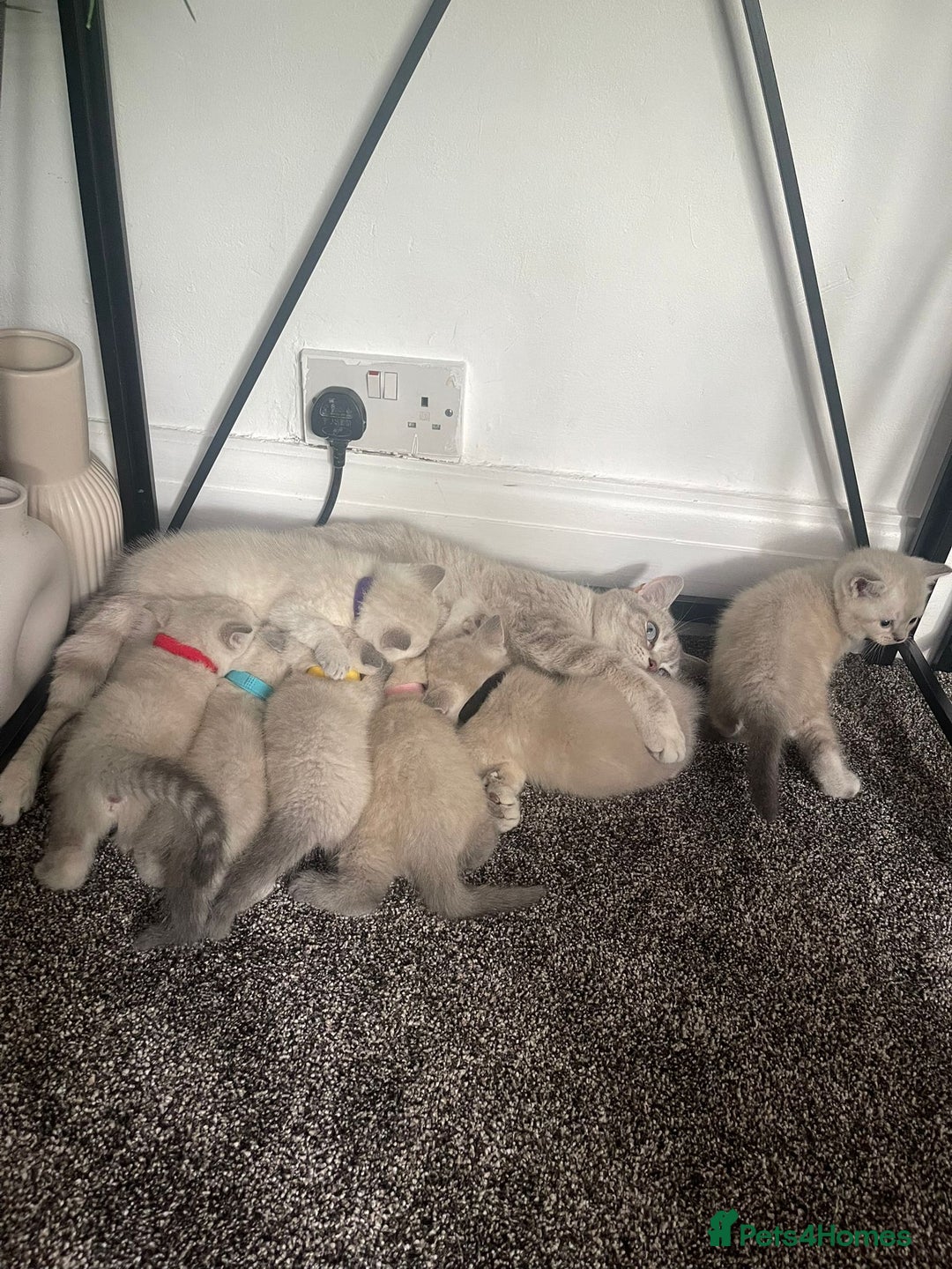 British Shorthair cats for sale: British Shorthair Colourpoint Kittens LAST GIRL - Image 6